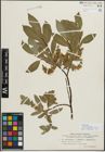 Foto von Salix myrsinifolia Salisb. x Salix phylicifolia L.